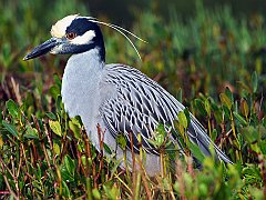Yellow-Crowned Night Heron, Florida